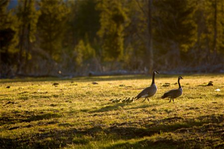 Canada geese, Firehole River photo