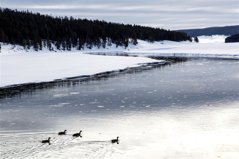Canada geese, Yellowstone River