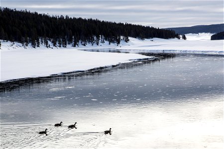 Canada geese, Yellowstone River photo