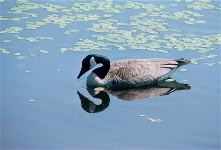 Environmental Images (Birds)
