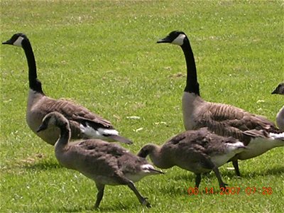 Yet another photograph of Canadian geese and there goslings that I took recently. photo