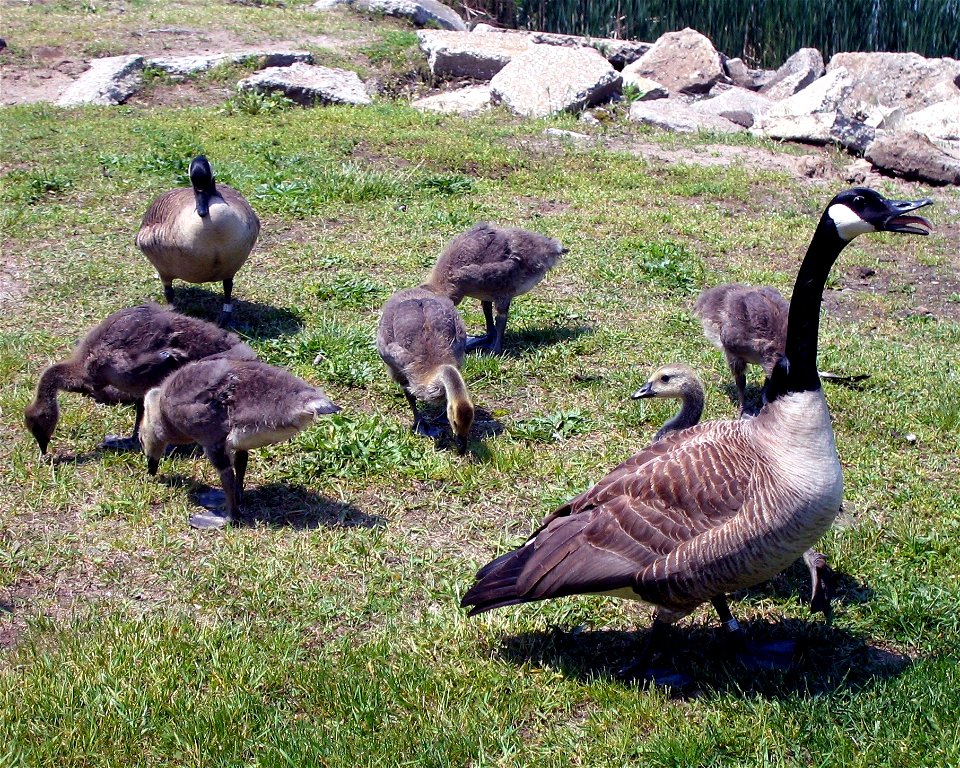 Photographed near Lake Erie in Conneaut Harbor , Conneaut