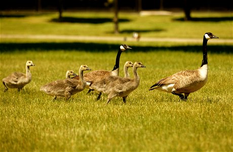 This family of Canada geese is just one of many that call Lawrence Livermore National Laboratory their home. Each spring, they return to the grassy areas and deliver their offspring. photo