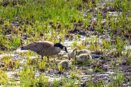 Canada goose & goslings in Lamar Valley photo
