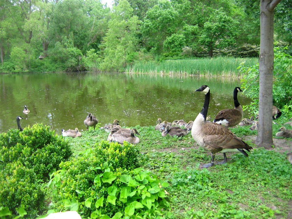 Canada Geese at Bay Beach Wildlife Sanctuary. photo