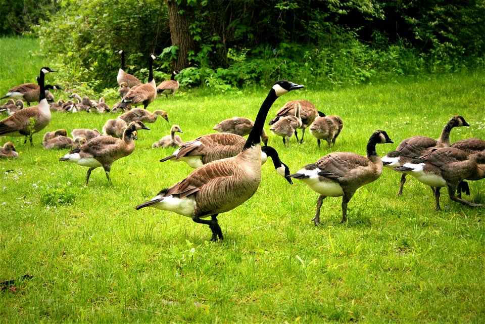 A flock of geese photo