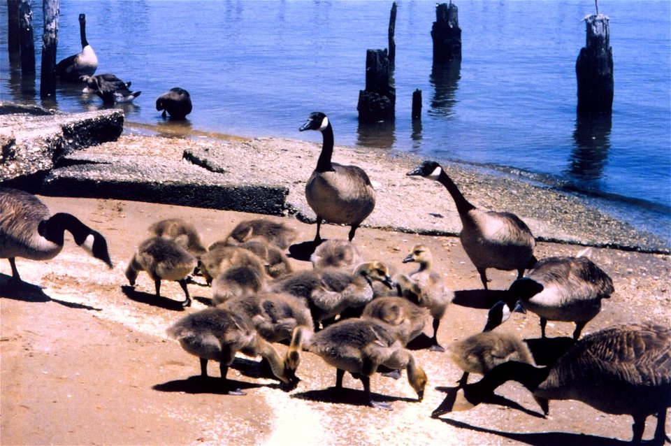 Resident Canada Geese - the ones who "forget" to fly home for the summer. Resident Canada Geese put additional stress on the Chesapeake Bay ecosystem. Maryland, Benedict.