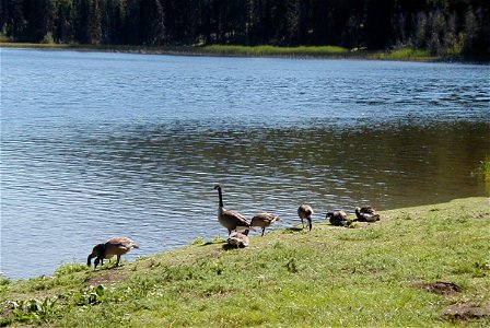 Canada Geese at Lost Lake, in North Central Washington. photo