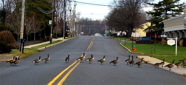 Canada Geese (Branta canadensis) crossing road in Little Silver, New Jersey, USA. photo