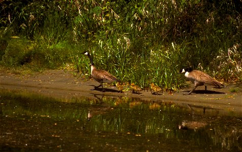 The Rogue River is a spectacular wildlife viewing area. Opportunities abound to see bald eagles, golden eagles, ospreys, great blue herons, Canada geese, and a variety of ducks. You may see the speedy photo