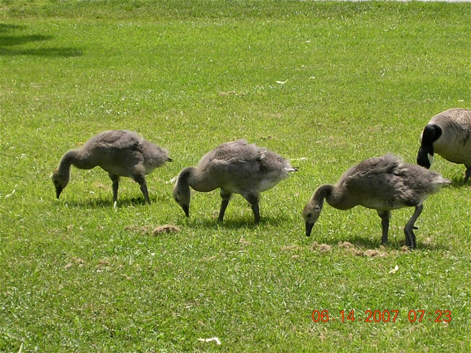 A photograph of Branta canadensis goslings (not yet fully fledged geese but not yellow) and a grown up goose in the background that I took recently. USA.