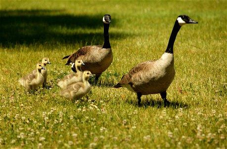 This family of Canada geese is just one of many that call Lawrence Livermore National Laboratory their home. Each spring, they return to the grassy areas and deliver their offspring. For more informa photo