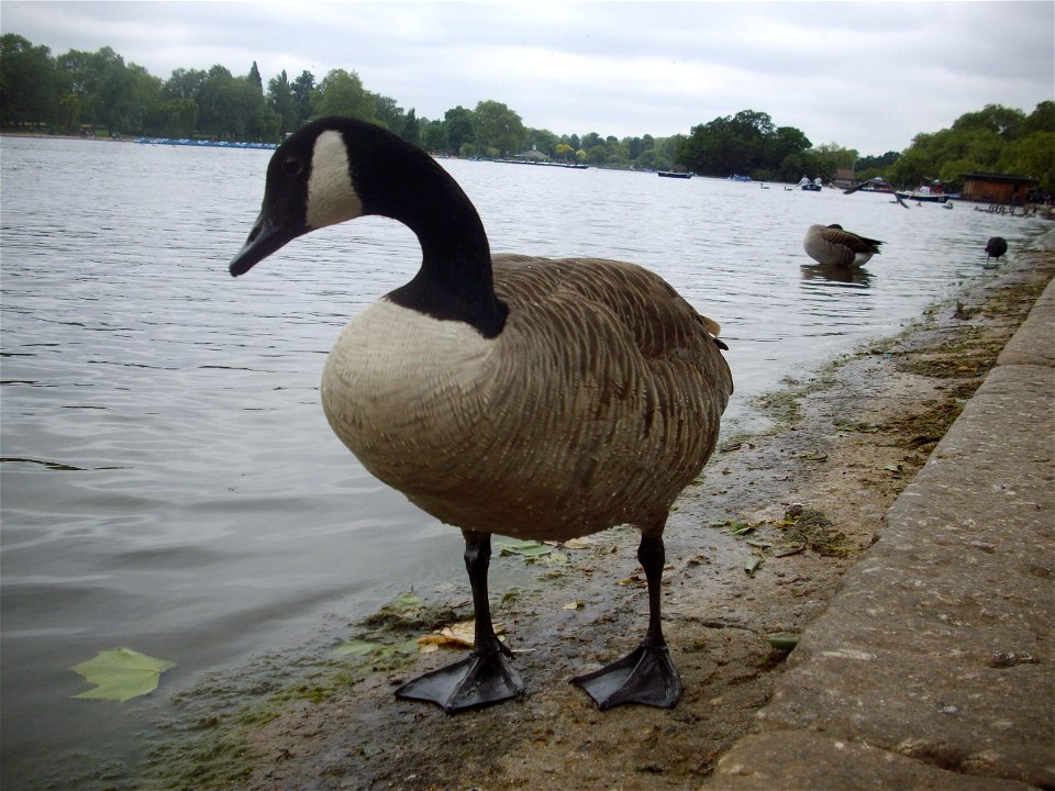 Canadian geese in the Serpentine lake of Hyde Park.