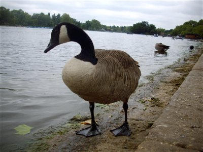 Canadian geese in the Serpentine lake of Hyde Park. photo