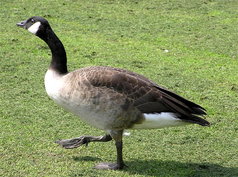 Canada Goose Branta canadensis at Avon Valley Country Park, Keynsham, Bristol, England.