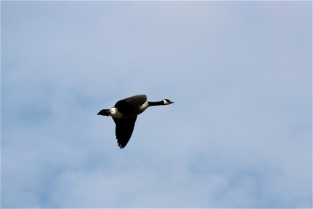 Canada Goose photo