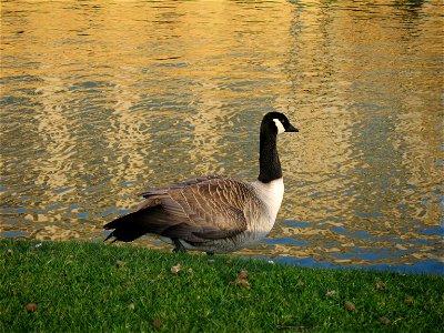 Goose at River Cam 2008-04-01 photo