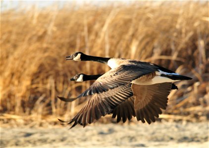 Canada Geese Branta canadensis on Seedskadee National Wildlife Refuge photo