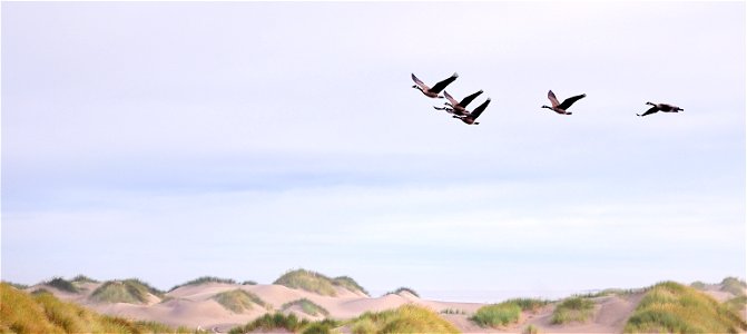 Running parallel to the Pacific Ocean for nine miles, this coastal river is separated from the ocean by only a thin foredune of sand. Many rare birds, animals, and plants depend on New River's estuary photo