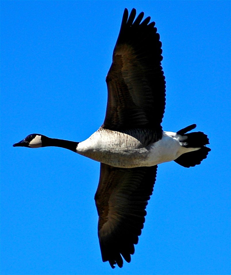 Canada Goose flying. Dundas Valley, Hamilton, Ontario, Canada.