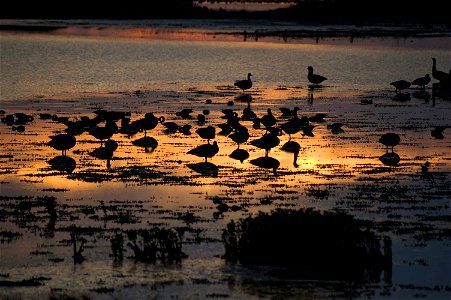 A view of Canada Geese Branta canadensis and Northern Pintail Anas acuta at sunset photo