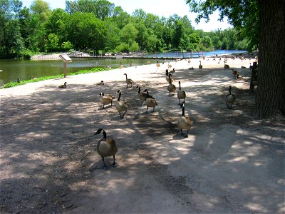 Canada Geese at Bay Beach Wildlife Sanctuary. photo