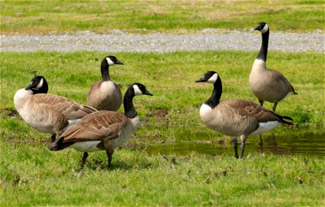 Group of Canada Geese near a pond in the soccer parking lot at Marymoor Park, Redmond, Washington. photo