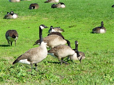 Canada Geese on soccer field in Mill Valley, California photo