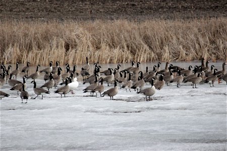These lesser Canada geese are joined by several white-fronted geese and a lone snow goose. It is not uncommon to see several species of geese traveling together in a flock when migrating.

Photo Credi