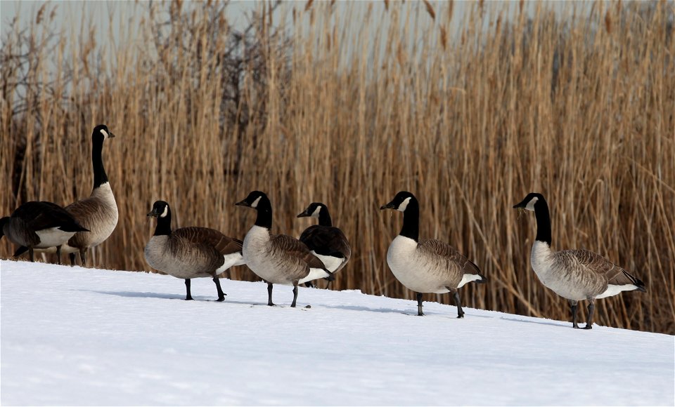 Canada Geese Branta canadensis. Location: Lido Beach WMA, Long Island National Wildlife Refuge Complex. Photo Credit: Tom Sturm/FWS