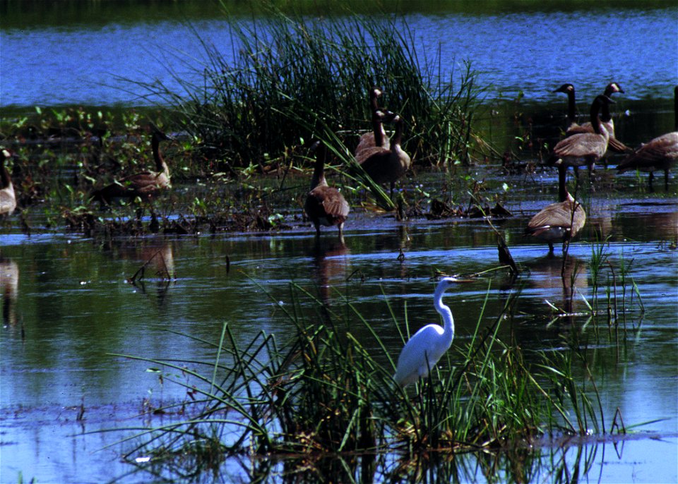 Common egret and Canada geese in a pothole wetland in South Dakota.