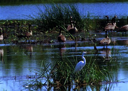 Common egret and Canada geese in a pothole wetland in South Dakota.