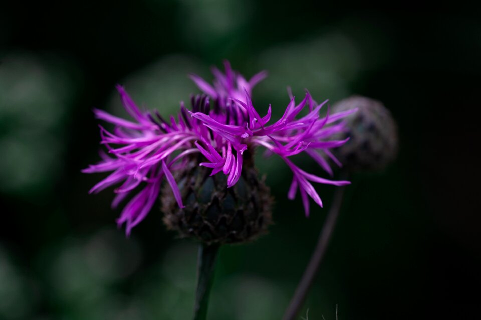 Flower purple flower pointed flower