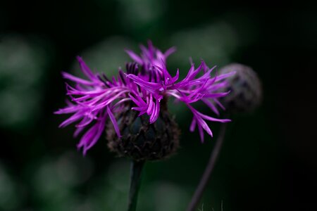 Flower purple flower pointed flower