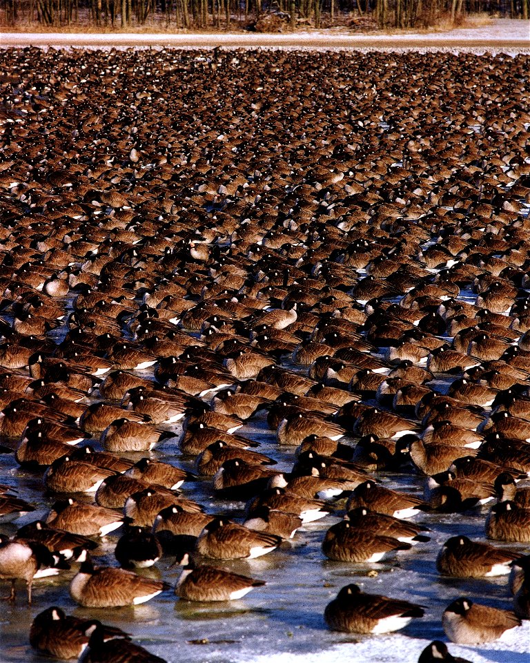 FLOCKS OF CANADA GEESE AT FERMI LAB.
DURING THE HEIGHT OF THE MIGRATION SEASON THERE CAN BE FROM 15,000 TO 18,000 CANADA GEESE AT THE FERMILAB SITE.  THE LARGE AREAS OF WARM WATER, ABUNDANT FORAGE AND