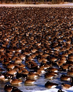FLOCKS OF CANADA GEESE AT FERMI LAB.
DURING THE HEIGHT OF THE MIGRATION SEASON THERE CAN BE FROM 15,000 TO 18,000 CANADA GEESE AT THE FERMILAB SITE.  THE LARGE AREAS OF WARM WATER, ABUNDANT FORAGE AND