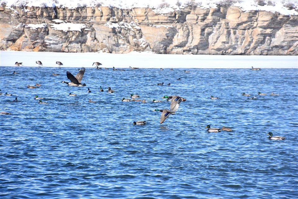 Mallards and Canada Geese on the Missouri River. Cascade County. February 2018.