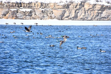 Mallards and Canada Geese on the Missouri River. Cascade County. February 2018. photo