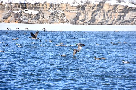Mallards and Canada Geese on the Missouri River. Cascade County. February 2018.
