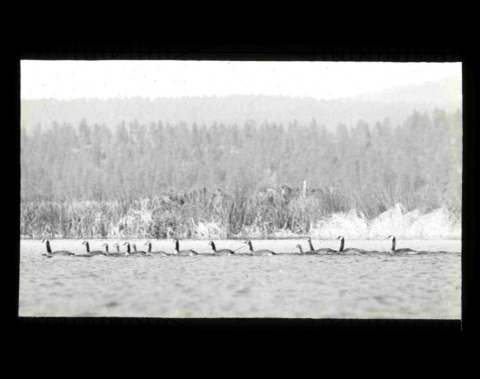 Canada Geese photo