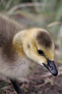 The color variation on a Canada goose gosling shows clearly on this stunning head shot. USFWS / Ann Hough, National Elk Refuge volunteer photo