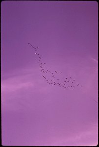 CANADIAN GEESE FLYING IN FORMATION ABOVE AUSABLE LAKE, IN THE ADIRONDACK FOREST PRESERVE photo