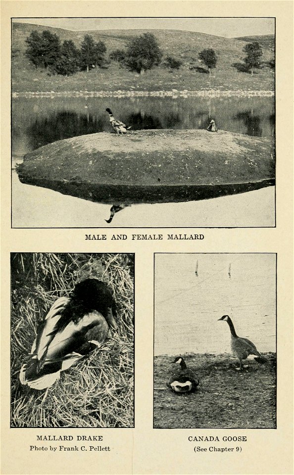 MALE AND FEMALE MALLARD 
MALLARD DRAKE 
Photo by Frank C. Pellett 
CANADA GOOSE 

(See Chapter 9)