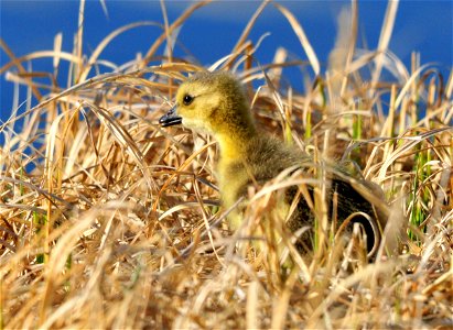 The first Canada goose gosling of the spring on Seedskadee NWR. Photo: Tom Koerner/USFWS photo