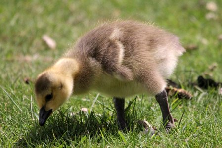 The fine hair on a Canada goose gosling shines in the morning sun. USFWS / Ann Hough, National Elk Refuge volunteer photo