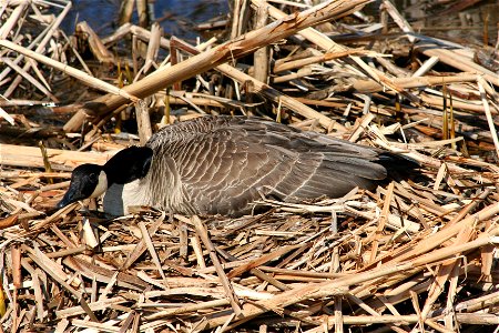 A nesting Canada Goose (Branta canadensis) at the Tifft Nature Preserve, Buffalo, NY.
