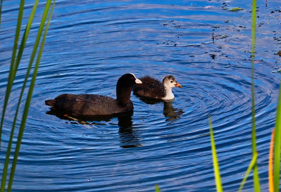 Lake animal waterfowl