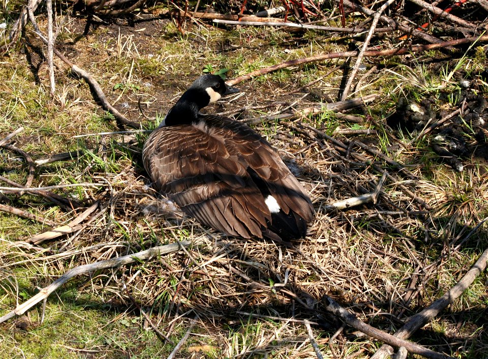 A nesting Canada Goose (Branta canadensis) at the Tifft Nature Preserve, Buffalo, NY.