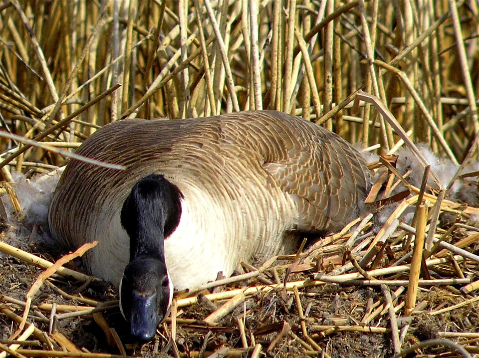 Muskrat houses or lodges make a perfect nesting platform for Canada geese. Photo Credit: Tom Koerner/USFWS