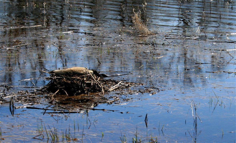 Photo by Courtney Celley/USFWS